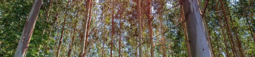 The Ence Case: Leaders in Sustainable Resource Management